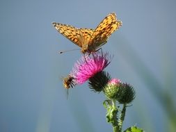 fritillary butterfly on a pink flower