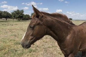 Portrait of deliciously beautiful Quarter Horse on a farm