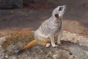 beautiful and amazing Mongoose