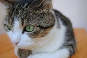 grey Animal Cat