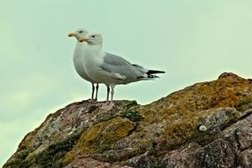 two seagulls on large stones on the ocean coast