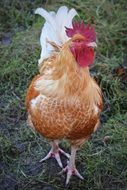 red rooster with white tail on grass