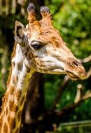 cute lovely Giraffe