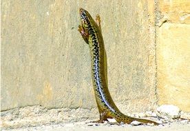 Lizard skink