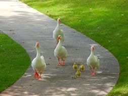 Geese in the park