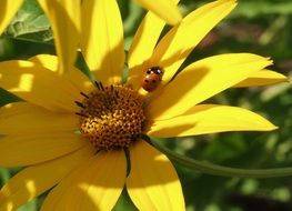 ladybug on yellow flower close up