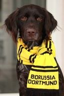 portrait of the brown small münsterländer