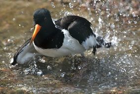 black and white duck is in water