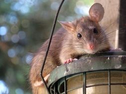rat with long ears on the roof
