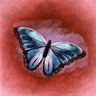 beautiful drawing of a butterfly