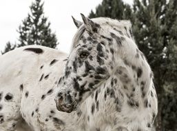 appaloosa horse
