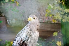 Grey eagle bird