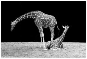 giraffes in black and white