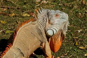 Cold-blooded Iguana