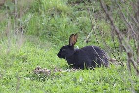 Wild Rabbit in Forest