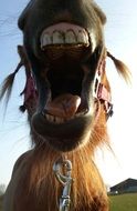 Teeth Pony