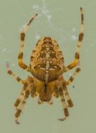 Closeup photo of arachnid