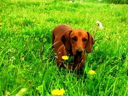 portrait of Dachshund dog in grass