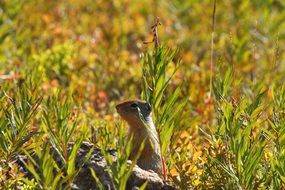 groundhog animal peeping out of the grass