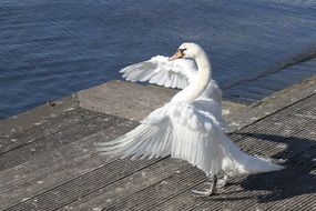 Swan