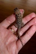bearded dragon