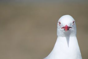 white Seagull is looking at the camera