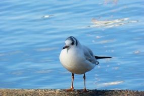 seagull near shiny water