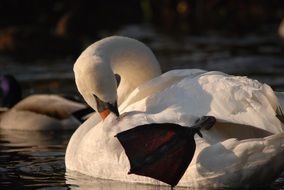 enchanting Swan White