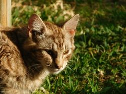 cute Pet Furry cat