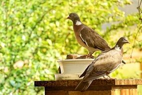 two Pigeons at Evening Sun