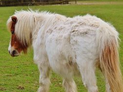 White pony with a brown face on a green meadow