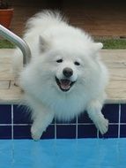 white fluffy samoyed dog