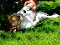 cute dog on the green grass