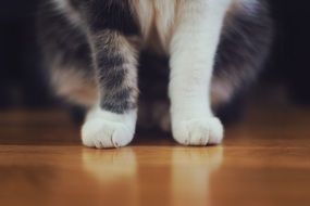 fluffy cat feet