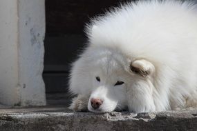 Picture of cute Samoyed Dog