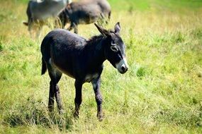 Donkeys on the meadow