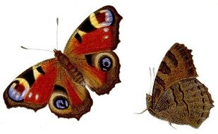 clipart of Butterfly Inachis