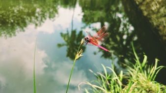 red dragonfly on a plant