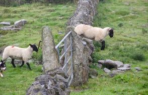 sheep jump over the fence