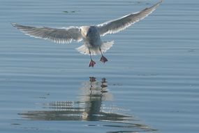 Seagull bird lands on the water