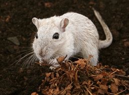 white dirty mouse outdoor