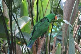 Tropical Parrot Bird in a jungle