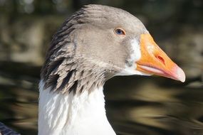 profile portrait of a pomeranian goose