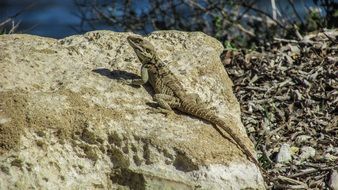 lizard on the stone