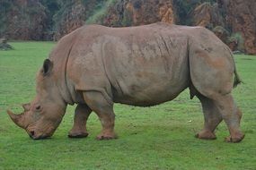 Rhino on the safari in Africa