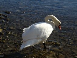 Swan by the water