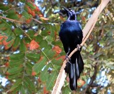 black bird with shiny feathers
