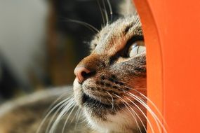 delectable Cute Kitty