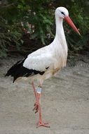 pleasing Stork Animal Bird