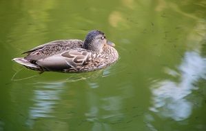 Duck Bird swimming in lake Closeup